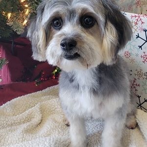 Meet your Posher, Olive